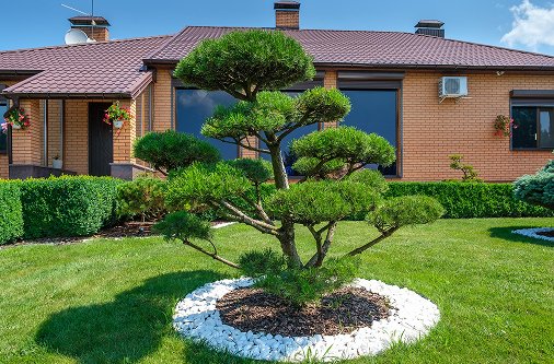 Tree trimming, removal, and planting services by expert landscapers in Olympia