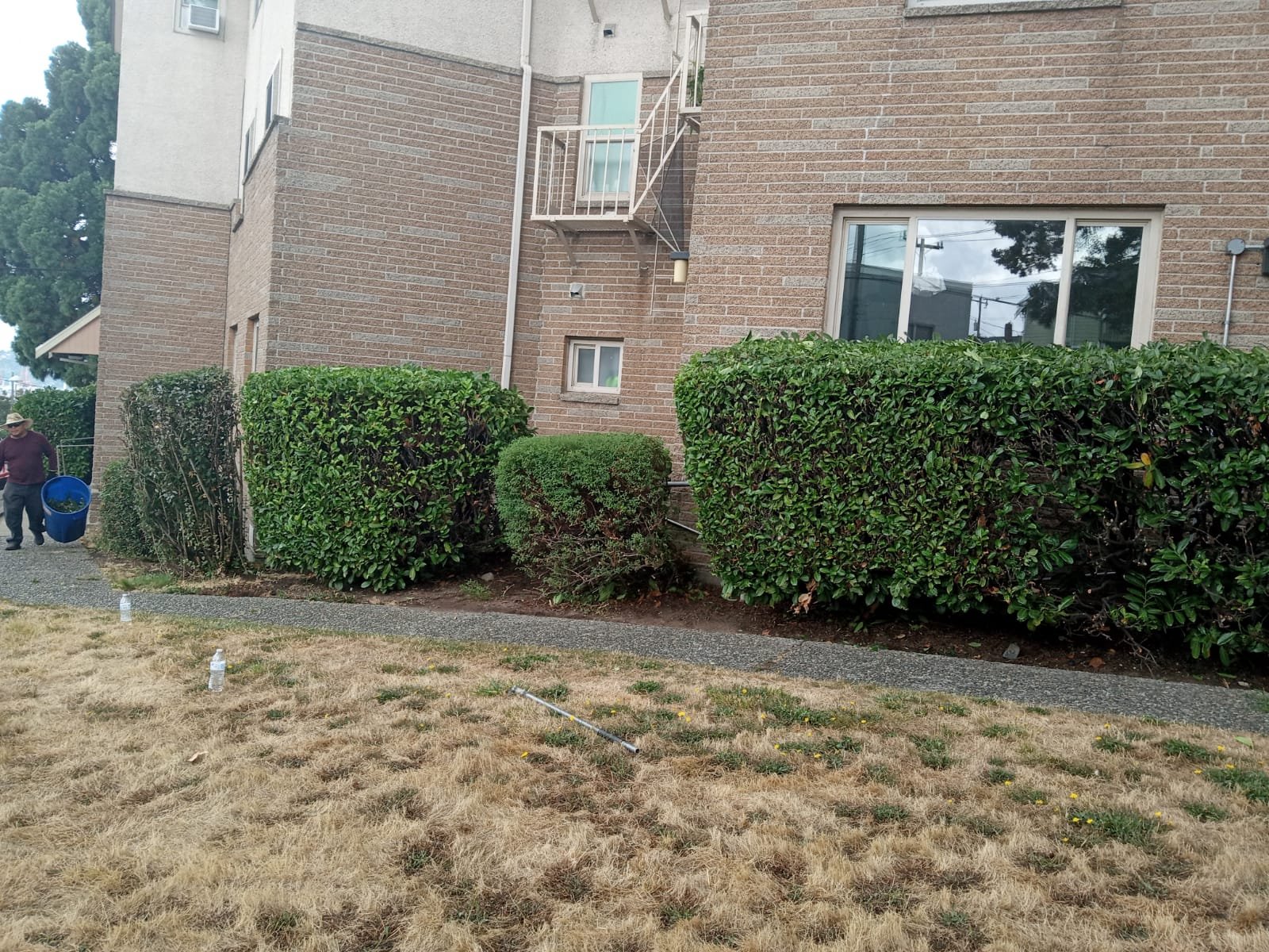 Expert hedge trimming services for clean and well-shaped landscapes
